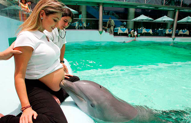 Беременная с дельфинами